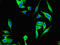 Kelch Repeat And BTB Domain Containing 6 antibody, CSB-PA774812LA01HU, Cusabio, Immunofluorescence image 
