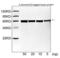 E2 tag antibody, LS-C51504, Lifespan Biosciences, Western Blot image 