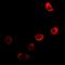 Neuroglobin antibody, orb381912, Biorbyt, Immunofluorescence image 