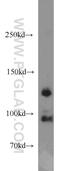 Cytospin-B antibody, 13851-1-AP, Proteintech Group, Western Blot image 