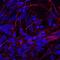 Cell Adhesion Molecule 3 antibody, AF3678, R&D Systems, Immunofluorescence image 