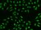 High Mobility Group 20A antibody, 203039-T02, Sino Biological, Immunohistochemistry paraffin image 