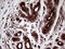 LIM Homeobox 8 antibody, LS-C795195, Lifespan Biosciences, Immunohistochemistry paraffin image 