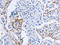 Leukocyte-associated immunoglobulin-like receptor 1 antibody, CSB-PA694004, Cusabio, Immunohistochemistry paraffin image 