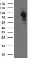 Dynein Axonemal Assembly Factor 1 antibody, TA504536, Origene, Western Blot image 