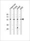 Embryonal Fyn-Associated Substrate antibody, 61-162, ProSci, Western Blot image 