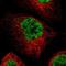 MAGE Family Member B4 antibody, NBP1-87594, Novus Biologicals, Immunocytochemistry image 