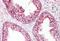 Hsp10 antibody, MBS247593, MyBioSource, Immunohistochemistry paraffin image 