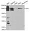UPF1 RNA Helicase And ATPase antibody, LS-C335164, Lifespan Biosciences, Western Blot image 