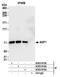 Nuclear Transcription Factor, X-Box Binding 1 antibody, A303-914A, Bethyl Labs, Immunoprecipitation image 