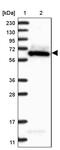 Factor Interacting With PAPOLA And CPSF1 antibody, PA5-57963, Invitrogen Antibodies, Western Blot image 