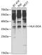 Major Histocompatibility Complex, Class II, DO Alpha antibody, 22-558, ProSci, Western Blot image 