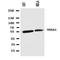 NADPH Oxidase Activator 1 antibody, orb97056, Biorbyt, Western Blot image 