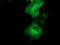 Quinolinate Phosphoribosyltransferase antibody, LS-C115488, Lifespan Biosciences, Immunofluorescence image 