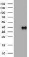 Wnt Family Member 3 antibody, TA801737AM, Origene, Western Blot image 