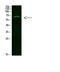 NUT Midline Carcinoma Family Member 1 antibody, GTX34106, GeneTex, Western Blot image 