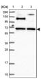 RUN And FYVE Domain Containing 2 antibody, PA5-58931, Invitrogen Antibodies, Western Blot image 