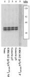 Erk1 antibody, ab4819, Abcam, Western Blot image 