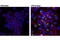 IL-6 antibody, 12912T, Cell Signaling Technology, Immunofluorescence image 
