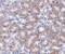 MIMP antibody, 5063, ProSci, Immunohistochemistry paraffin image 