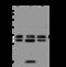 Enolase-Phosphatase 1 antibody, 201257-T40, Sino Biological, Western Blot image 