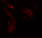UHRF1 Binding Protein 1 Like antibody, 6461, ProSci Inc, Immunofluorescence image 