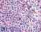 Probable G-protein coupled receptor 132 antibody, LS-A3702, Lifespan Biosciences, Immunohistochemistry paraffin image 