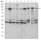 Fucose Kinase antibody, STJ98090, St John