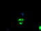 Golgi Membrane Protein 1 antibody, TA504113, Origene, Immunofluorescence image 