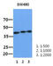 XPA, DNA Damage Recognition And Repair Factor antibody, MBS200260, MyBioSource, Western Blot image 