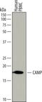 Cathelicidin Antimicrobial Peptide antibody, AF7497, R&D Systems, Western Blot image 