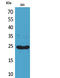 X-C Motif Chemokine Ligand 1 antibody, STJ96672, St John