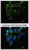 Tyrosyl-TRNA Synthetase antibody, NBP1-32551, Novus Biologicals, Immunocytochemistry image 