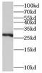 Transmembrane Protein 176A antibody, FNab08761, FineTest, Western Blot image 