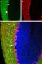 Histamine H3 receptor antibody, PA5-77465, Invitrogen Antibodies, Immunohistochemistry frozen image 