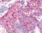 Hepatocyte Nuclear Factor 4 Gamma antibody, NLS5162, Novus Biologicals, Immunohistochemistry frozen image 