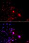 Small RNA Binding Exonuclease Protection Factor La antibody, orb136357, Biorbyt, Immunocytochemistry image 