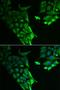 X-Linked Inhibitor Of Apoptosis antibody, orb247641, Biorbyt, Immunofluorescence image 