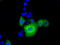 RANGAP1 antibody, TA501265, Origene, Immunofluorescence image 