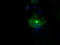 MIC5 antibody, LS-C114868, Lifespan Biosciences, Immunofluorescence image 