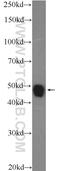 Neuronal Pentraxin 2 antibody, 10889-1-AP, Proteintech Group, Western Blot image 