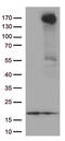 Proto-oncogene tyrosine-protein kinase receptor Ret antibody, TA805706, Origene, Western Blot image 