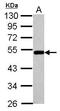 Bleomycin Hydrolase antibody, GTX102984, GeneTex, Western Blot image 
