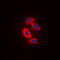 RAB31, Member RAS Oncogene Family antibody, GTX55929, GeneTex, Immunofluorescence image 