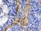 Collagen Type I Alpha 1 Chain antibody, PB9939, Boster Biological Technology, Immunohistochemistry frozen image 