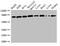 SKI Like Proto-Oncogene antibody, CSB-PA021357LA01HU, Cusabio, Western Blot image 
