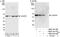 U2 Small Nuclear RNA Auxiliary Factor 2 antibody, NBP2-04139, Novus Biologicals, Immunoprecipitation image 