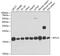 Ribosomal Protein S14 antibody, 22-441, ProSci, Western Blot image 