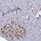 Ribosomal Protein L31 antibody, HPA072263, Atlas Antibodies, Immunohistochemistry paraffin image 