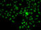 ATR Interacting Protein antibody, LS-C346249, Lifespan Biosciences, Immunofluorescence image 